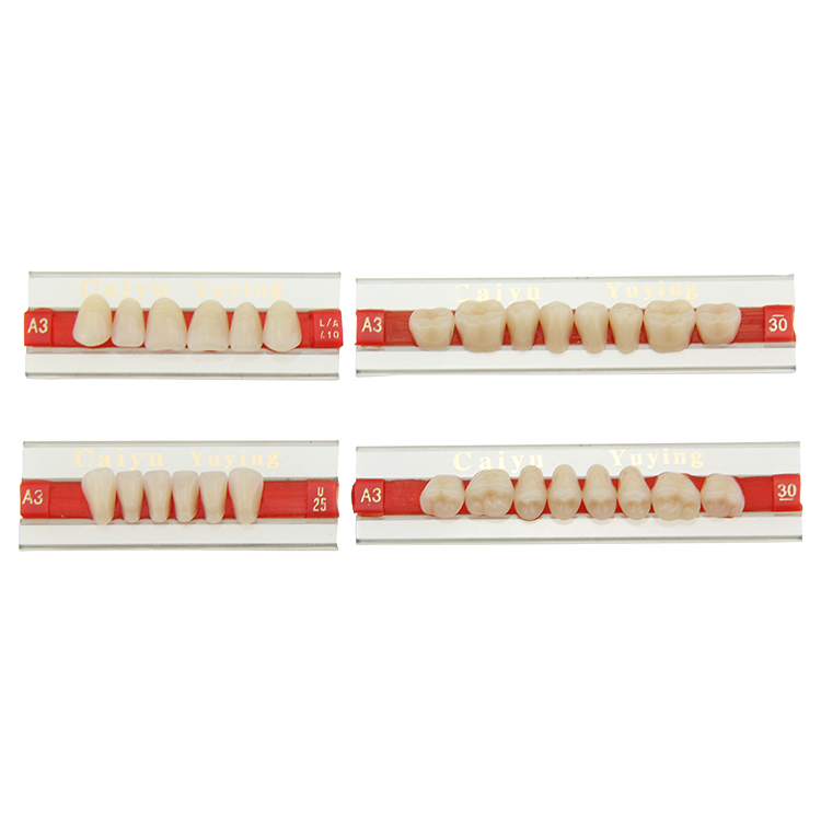  TM001 Synthetic Polymer Teeth